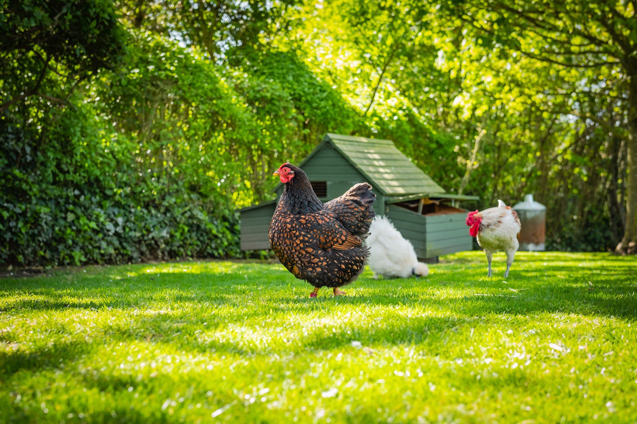slakken in je moestuin bestrijden voorkomen Welkoop slakken in je moestuin bestrijden voorkomen Welkoop